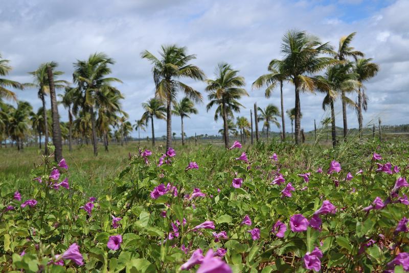 Pousada Quatro Estacoes Pôrto das Galinhas Dış mekan fotoğraf